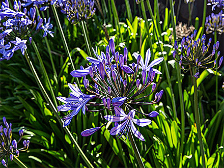 中欧登录入口种植基地一